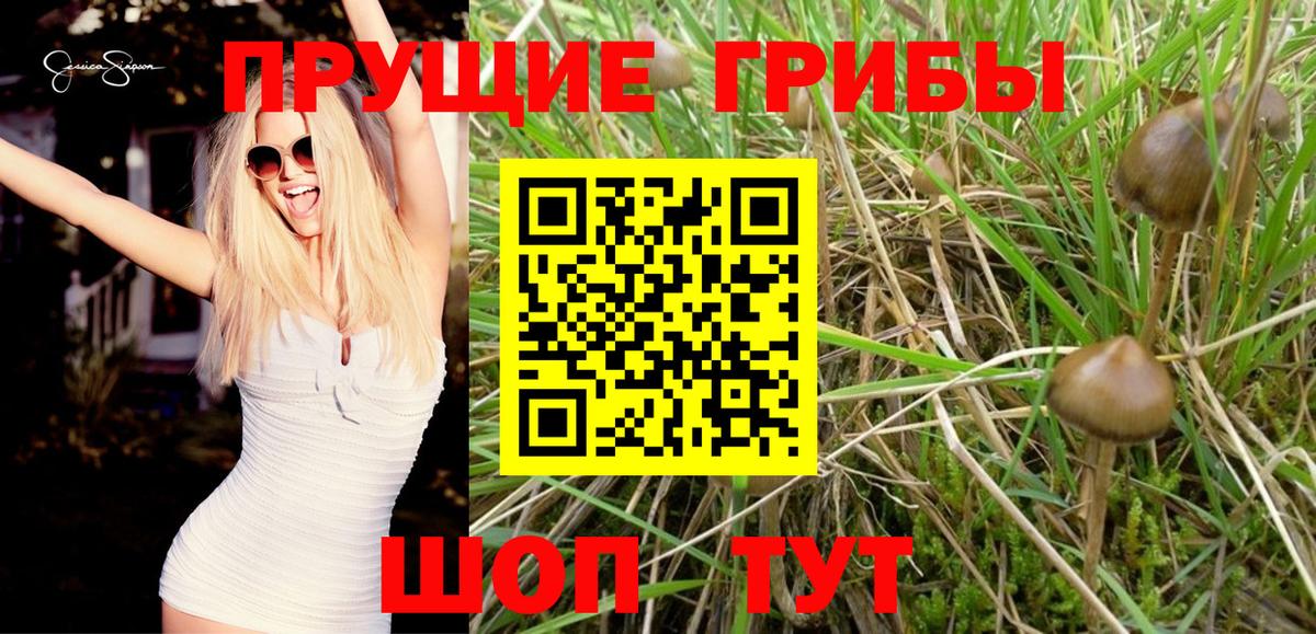 Галлюциногенные грибы MAGIC MUSHROOMS  как найти закладки  Чебоксары  Вход с VPN 
